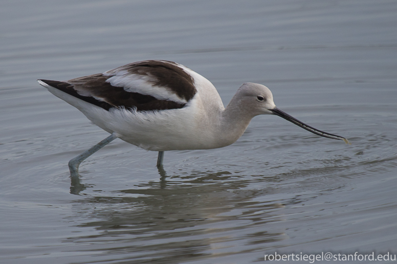 avocet